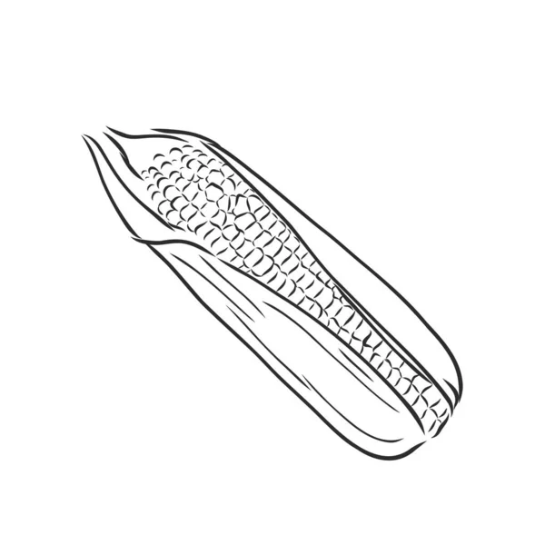 Mais, Mais oder Zea mays, Jahrgangsgravur. Monochrome Illustration mit Mais auf hellem Hintergrund. Illustration, Vektor, isoliert. Mais-Vektor-Skizze Illustration — Stockvektor