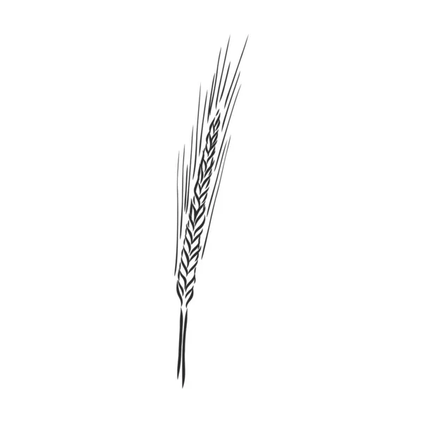 Ручная векторная иллюстрация пшеничного уха, эскиз. Рисунок вектора пшеницы — стоковый вектор
