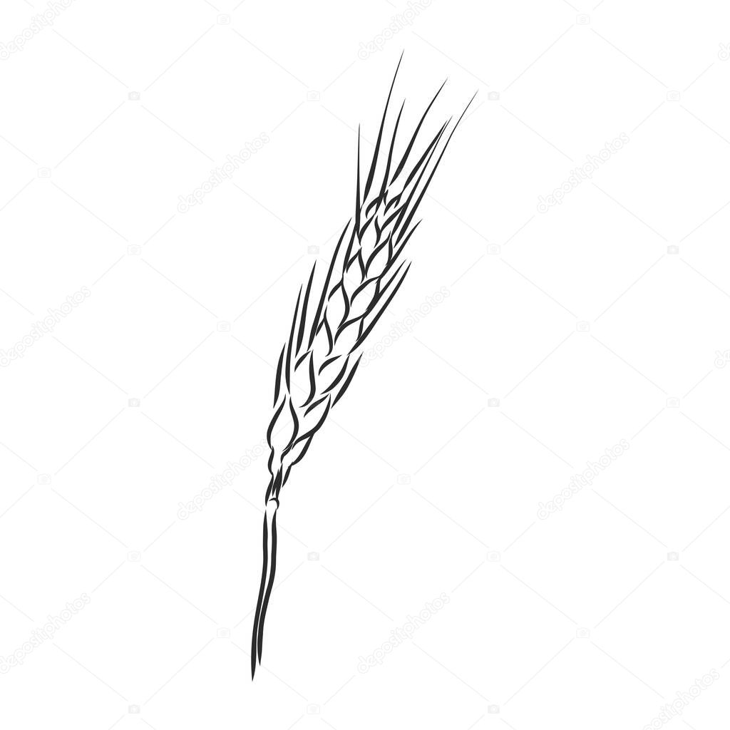Wheat Ear Handmade vector illustration, sketch. wheat vector sketch illustration