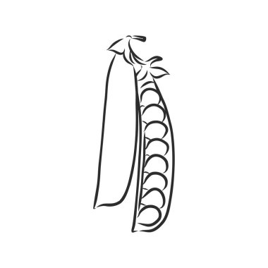 El çizimi bezelye çizimi seti. Beyaz arka planda izole edilmiş organik gıda illüstrasyonu. bezelye vektörü çizimi çizimi