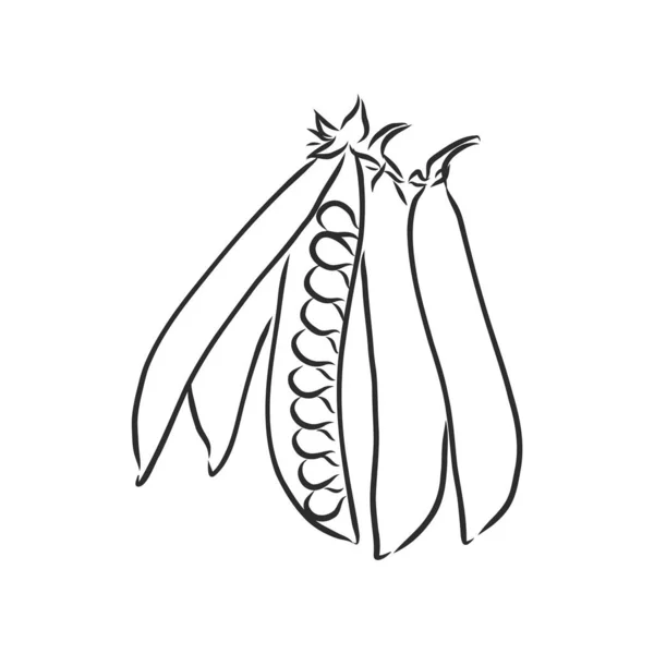 Set di schizzi di piselli disegnati a mano. Illustrazione di cibo biologico vettoriale isolato su sfondo bianco. illustrazione dello schizzo vettoriale pisello — Vettoriale Stock