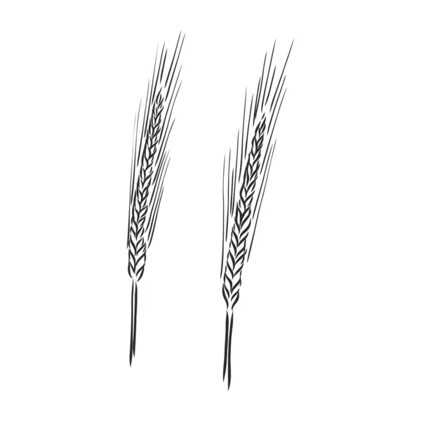 Pšeničné ušní ruční vektorové ilustrace, náčrt. ilustrace vektorového náčrtu pšenice — Stockový vektor