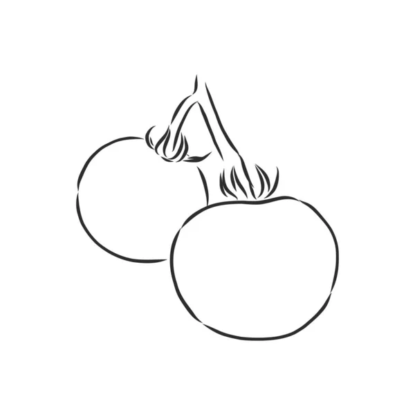 Tomate. Graphiques. Illustration. Vecteur. croquis vectoriel tomate illustration — Image vectorielle