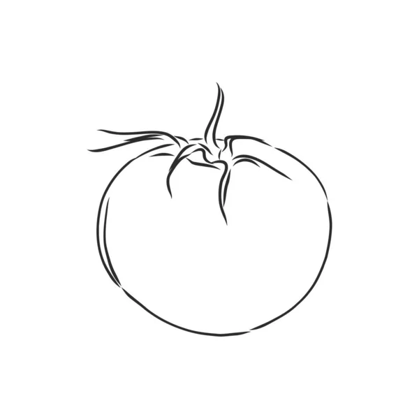 Tomate. Graphiques. Illustration. Vecteur. croquis vectoriel tomate illustration — Image vectorielle