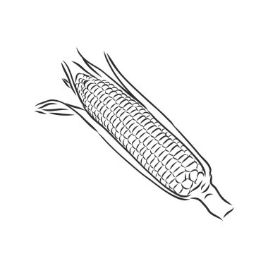 Mısır, mısır ya da Zea mays, eski gravür. Açık arkaplanda mısır bulunan tek renkli çizimler. Görüntü, vektör, izole edilmiş. mısır vektörü çizimi çizimi