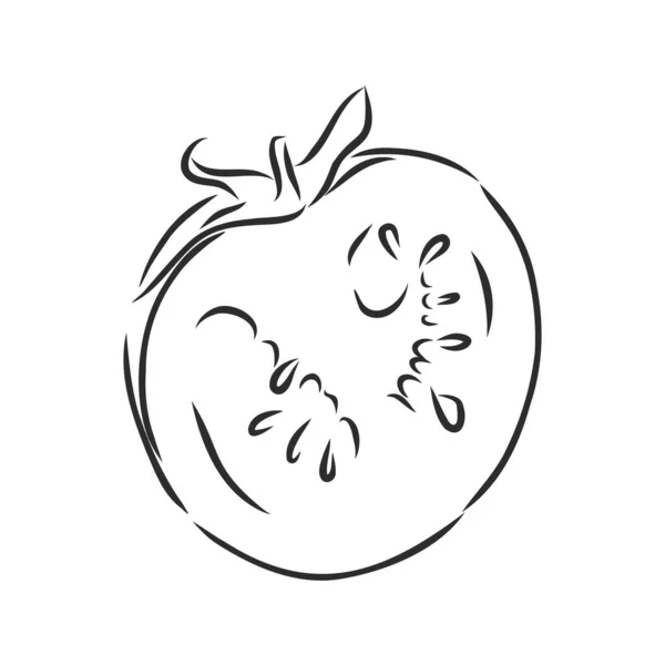 Tomate. Graphiques. Illustration. Vecteur. croquis vectoriel tomate illustration — Image vectorielle