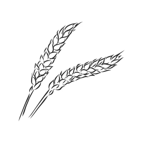 Wheat Ear Handmade vector illustration, sketch. 밀 벡터 스케치 일러스트 — 스톡 벡터