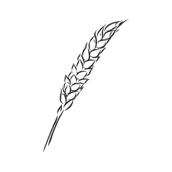 Wheat Ear Handmade vector illustration, sketch. 밀 벡터 스케치 일러스트 — 스톡 벡터