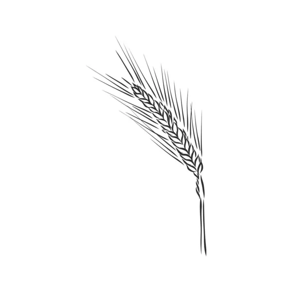 Buğday Kulağı el yapımı vektör çizimi, taslak. Buğday vektörü çizimi — Stok Vektör