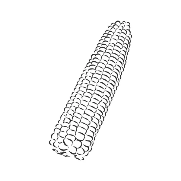 Corn, Maize or Zea mays, vintage engraving. Monochrome illustration with corn on a light background. Illustration, vector, isolated. corn vector sketch illustration — Stock Vector