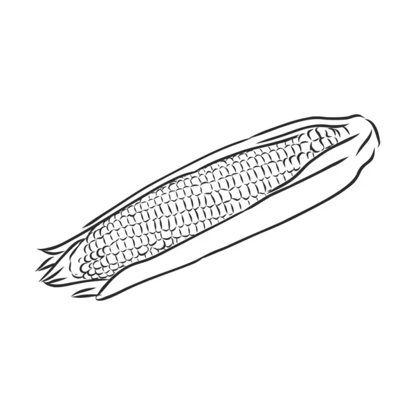 Majs, majs eller Zea mays, vintage gravyr. Monokrom illustration med majs på en ljus bakgrund. Illustration, vektor, isolerad. majs vektor skiss illustration — Stock vektor