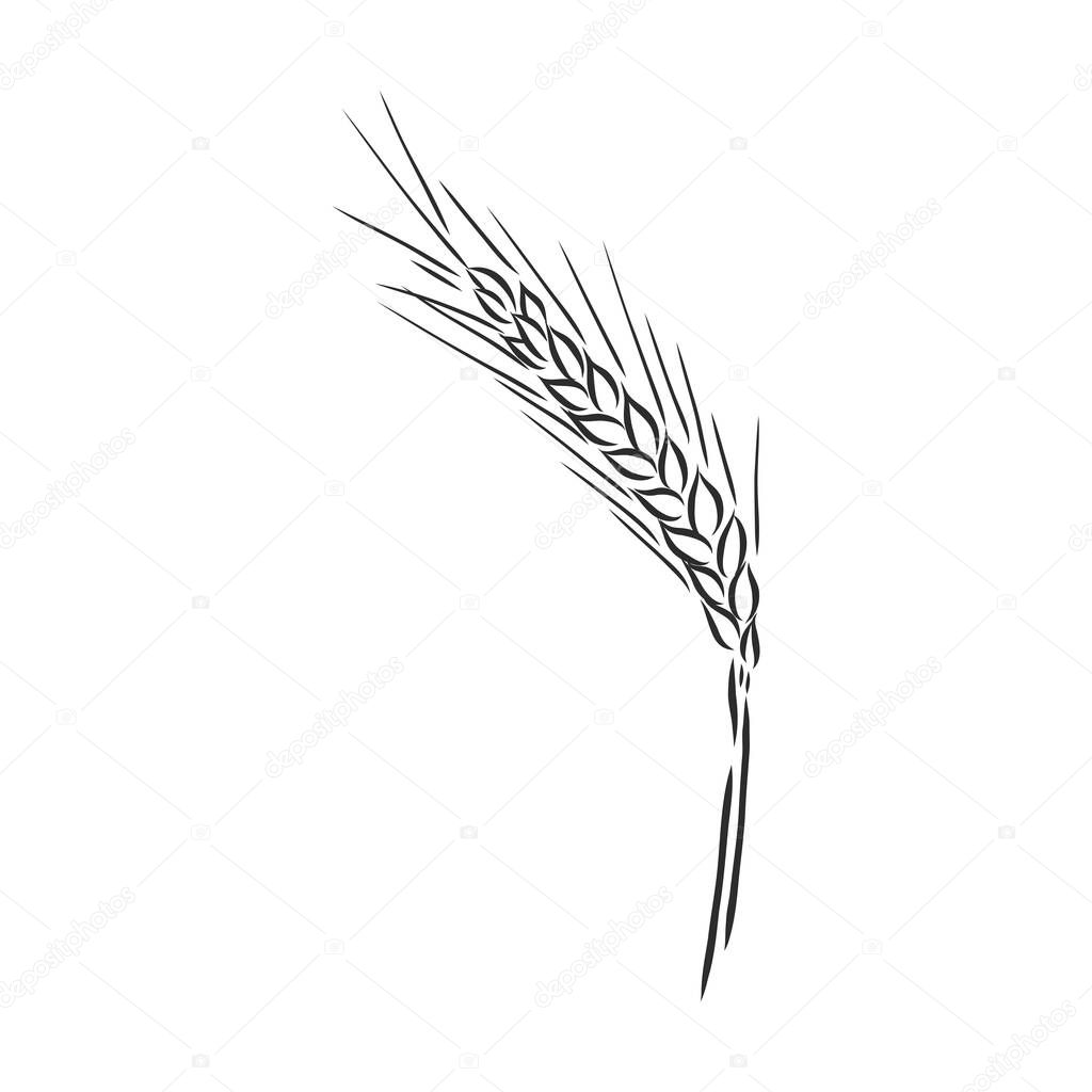 Wheat Ear Handmade vector illustration, sketch. wheat vector sketch illustration