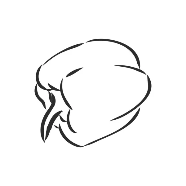 Pimenta doce. Vetor mão desenhada legumes isolados no fundo branco. pimentão, desenho vetorial ilustração —  Vetores de Stock