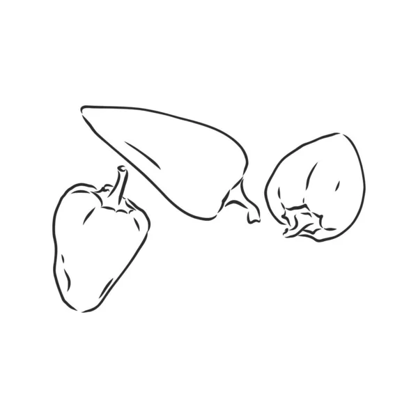 Сладкий перец. Векторные овощи ручной работы изолированы на белом фоне. перец, векторная иллюстрация — стоковый вектор