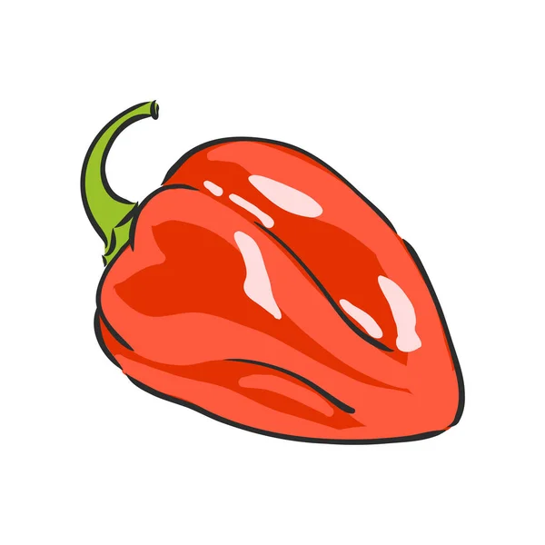 Paprika süß. Vektorhandgezeichnetes Gemüse isoliert auf weißem Hintergrund. Paprika, Vektorskizze Illustration — Stockvektor