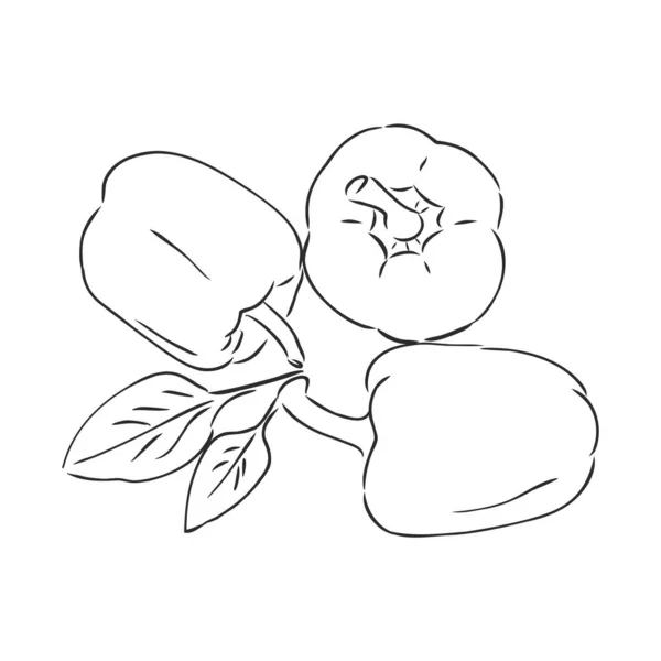 Pimienta dulce. Verduras dibujadas a mano vectoriales aisladas sobre fondo blanco. pimiento, ilustración de boceto vectorial — Archivo Imágenes Vectoriales