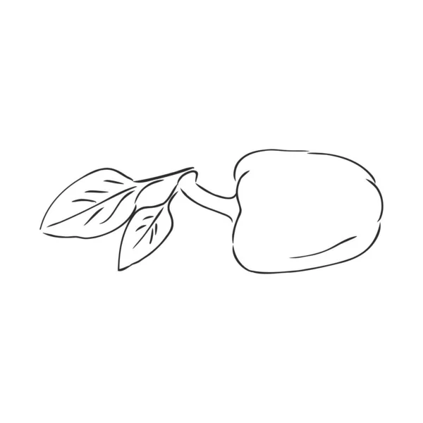 Zoete peper. Vector met de hand getekende groenten geïsoleerd op witte achtergrond. paprika, vectorschets illustratie — Stockvector
