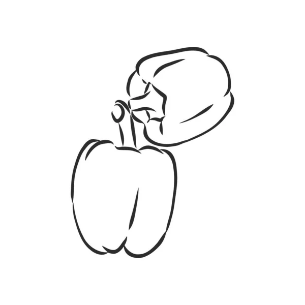甜椒。在白色背景上分离的向量手绘蔬菜。风铃胡椒，矢量草图说明 — 图库矢量图片