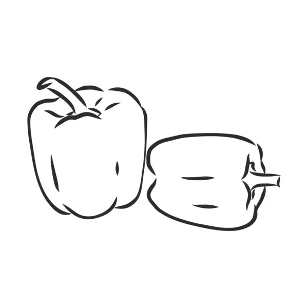 Pimienta dulce. Verduras dibujadas a mano vectoriales aisladas sobre fondo blanco. pimiento, ilustración de boceto vectorial — Archivo Imágenes Vectoriales