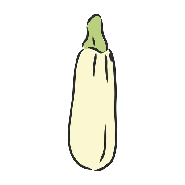Zucchini. Vektor tangan digambar sayuran terisolasi pada latar belakang putih. zucchini, gambar vektor - Stok Vektor