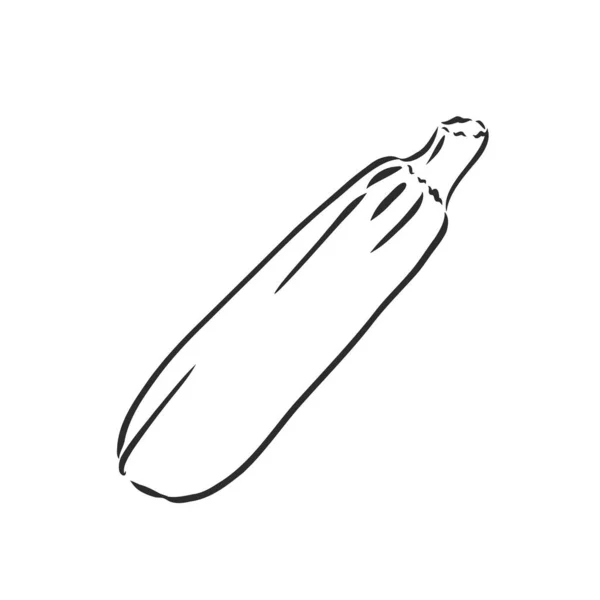 Zucchini. Vetor mão desenhada legumes isolados no fundo branco. abobrinha, ilustração de esboço vetorial — Vetor de Stock