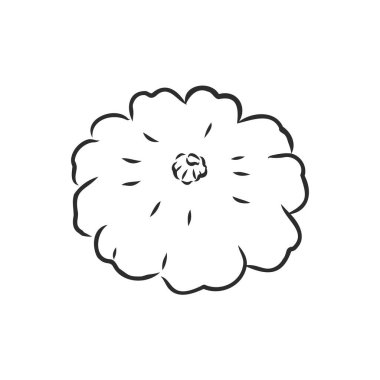 Vektör illüstrasyon karalama çizimi el çizimi versiyonu. Beyaz arka planda izole edilmiş. Hasat konsepti. Eski usul. Sarı olgun büyük kabak. Passon, vektör çizimi çizimi