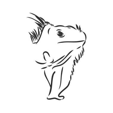 İguana 'nın çizimi. El çizimi illüstrasyon vektöre çevrildi. iguana vektör çizimi