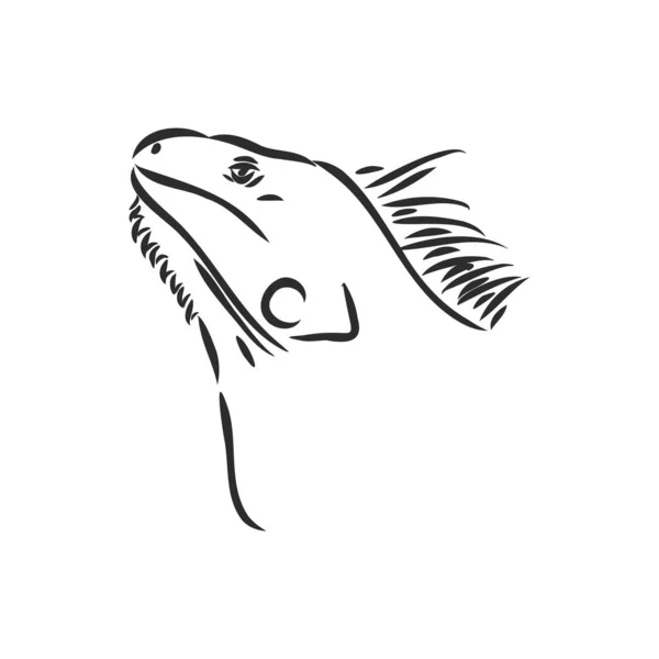 Skizze eines Leguans. Handgezeichnete Illustration in Vektor umgewandelt. Leguan Vektor Skizze Illustration — Stockvektor