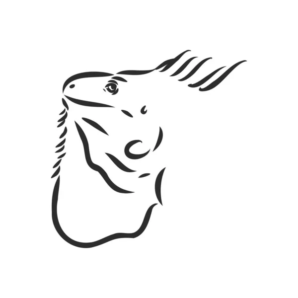 Esbozo de iguana. Ilustración dibujada a mano convertida en vector. iguana vector boceto ilustración — Vector de stock