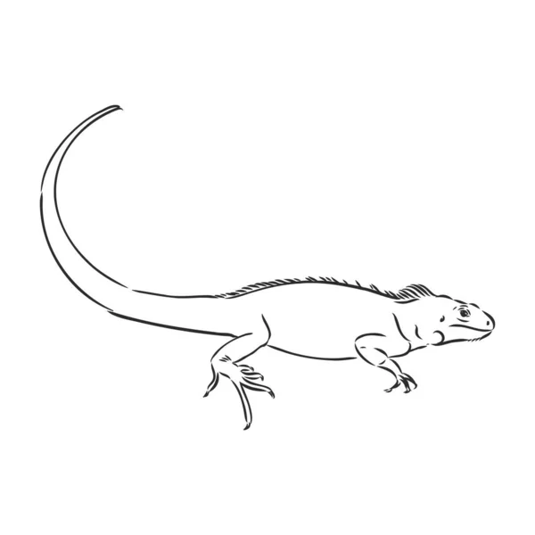 Schets van leguaan. Handgetekende illustratie omgezet in vector. iguana vector schets illustratie — Stockvector