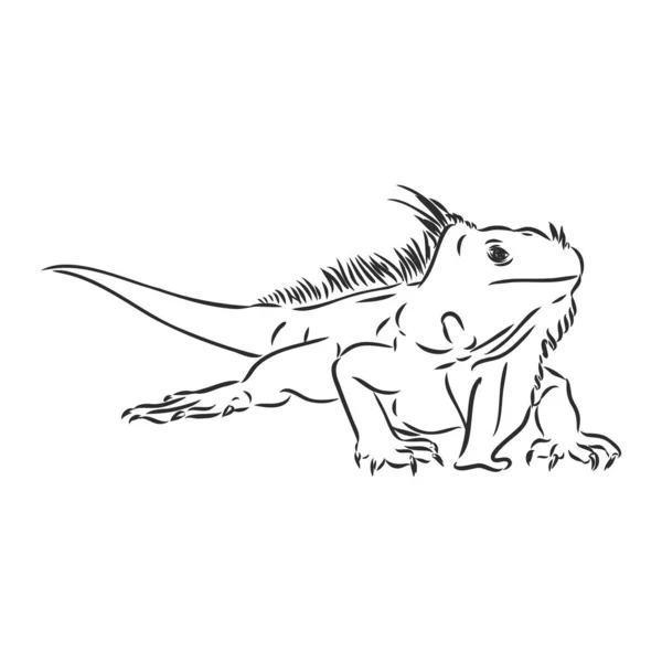 Schets van leguaan. Handgetekende illustratie omgezet in vector. iguana vector schets illustratie — Stockvector