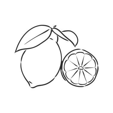 El çizimi limon dilimi, parça parça, arka planda. Lemon, vektör çizimi çizimi
