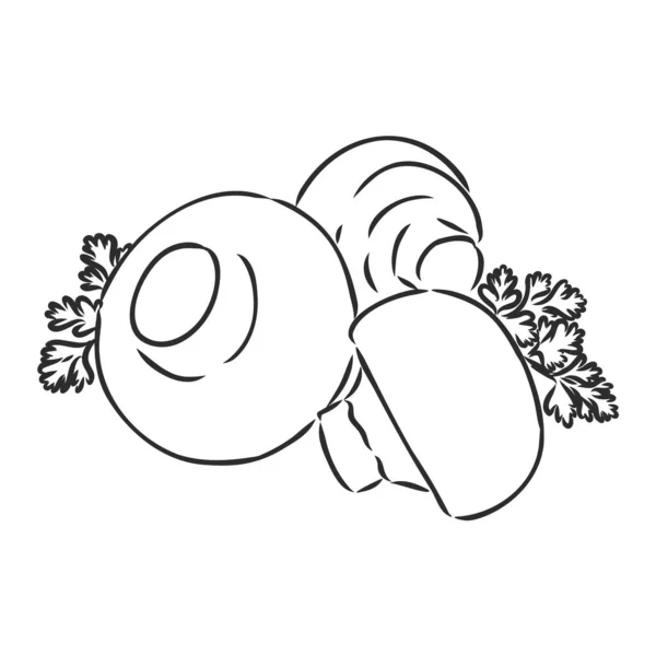 Ciuperci Champignon. Legume trase manual vectorial izolate pe fundal alb. champignon, ilustrație schiță vectorială — Vector de stoc