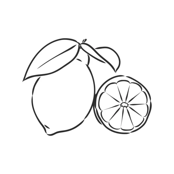 Coupe de citron vectorielle dessinée à la main, pièce, sur fond clair. citron, croquis vectoriel illustration — Image vectorielle