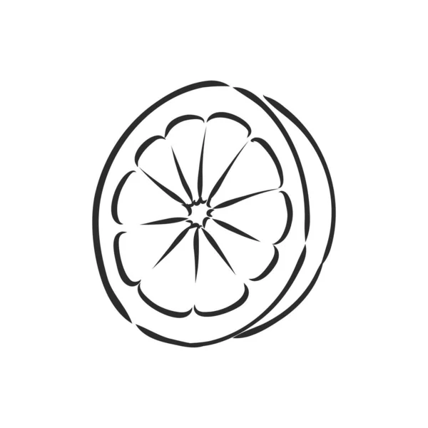 Fatia de limão vetor desenhado à mão, peça, no fundo claro. limão, ilustração de esboço vetorial —  Vetores de Stock