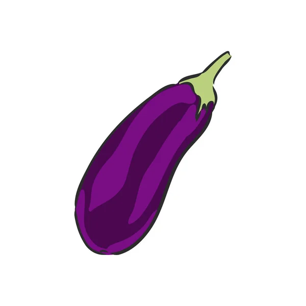 Fresh eggplant whole sliced vector illustration. eggplant, vector sketch illustration — Stock Vector