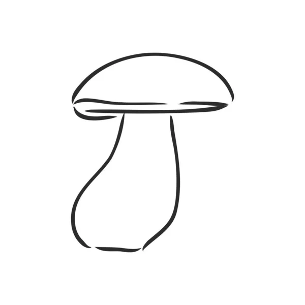 Desenho de mão vetorial de cogumelos selvagens. floresta branco cogumelo vetor esboço ilustração — Vetor de Stock
