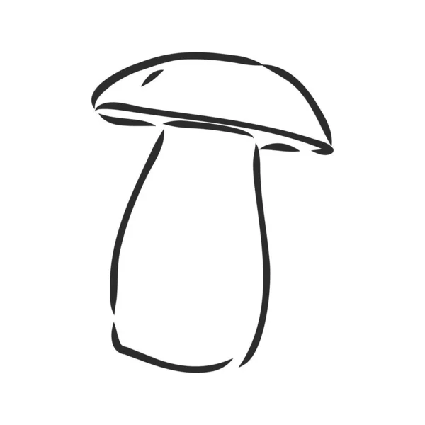 Dessin vectoriel à la main de champignons sauvages. forêt blanc champignon vecteur croquis illustration — Image vectorielle