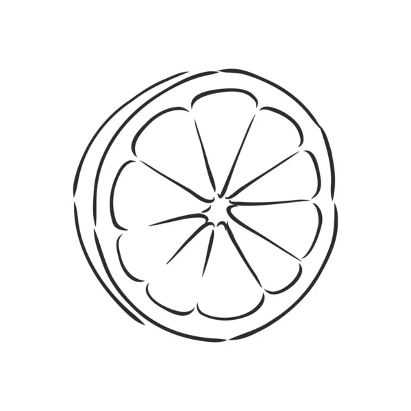 Fatia de limão vetor desenhado à mão, peça, no fundo claro. limão, ilustração de esboço vetorial —  Vetores de Stock