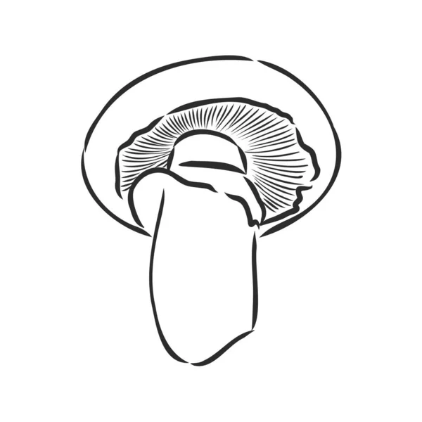 Svampar Champignon. Vektor handritade grönsaker isolerade på vit bakgrund. champignon, vektor skiss illustration — Stock vektor