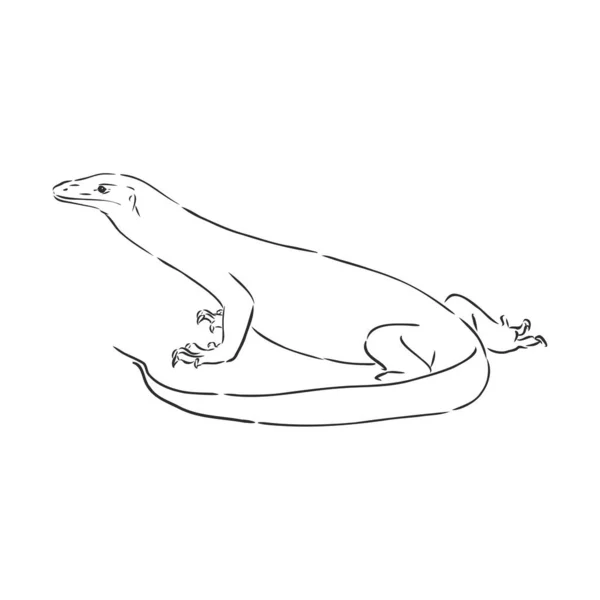Hand getekend, schets illustratie van Komodo draak. varan vector schets illustratie — Stockvector