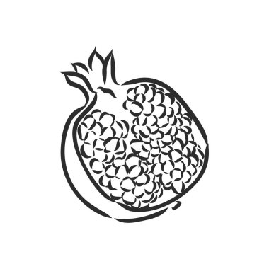 meyve nar seti el çizimi vektör çizimi gerçekçi çizim