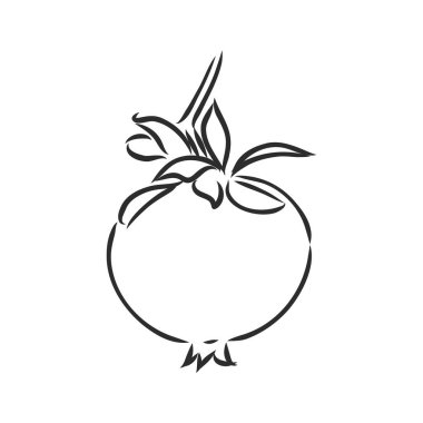 meyve nar seti el çizimi vektör çizimi gerçekçi çizim