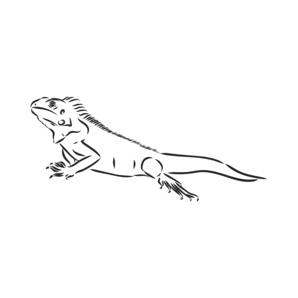 Esboço Iguana Ilustração Desenhada Mão Convertida Vetor —  Vetores de Stock