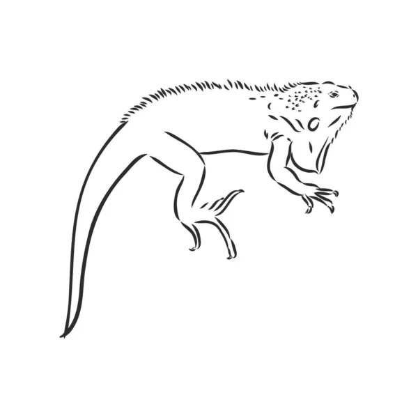 Esbozo Iguana Ilustración Dibujada Mano Convertida Vector — Archivo Imágenes Vectoriales