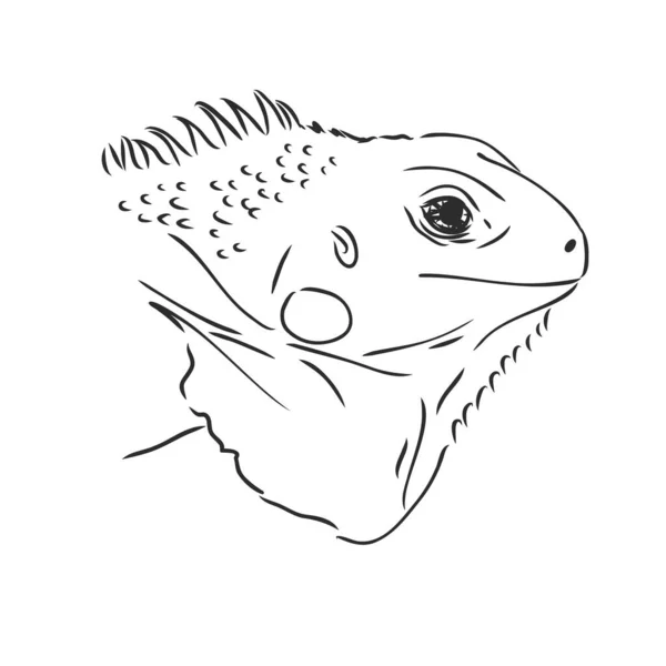 Skizze Eines Leguans Handgezeichnete Illustration Vektor Umgewandelt — Stockvektor