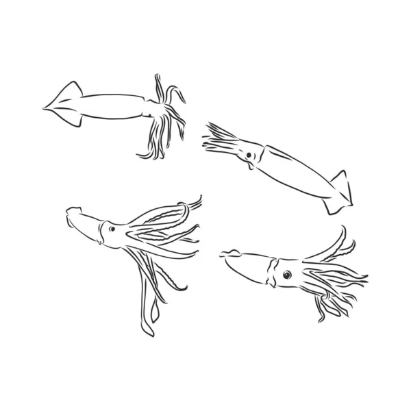 Tintenfisch. Vektorisolierte Illustration. Tinte. Handgezeichnet. Tintenfisch Vektor Skizze Illustration — Stockvektor