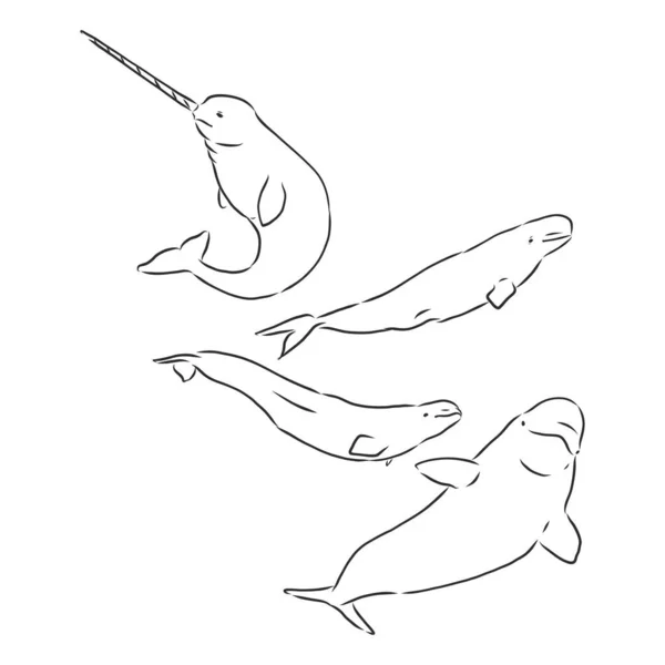 Grafische beluga walvis collectie. Zeewezen geïsoleerd op witte achtergrond. Vector oceaanzoogdier. Kleurboek pagina. beluga walvis vector schets illustratie — Stockvector