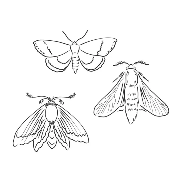 Vlinderschets. Gedetailleerde realistische schets van een moth.moth vector schets illustratie — Stockvector