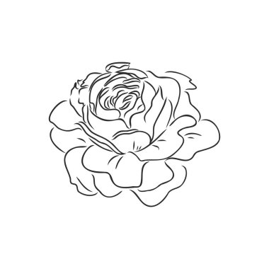 Gül çizimi. Beyaz arka planda siyah bir taslak. Vektör illüstrasyonu.